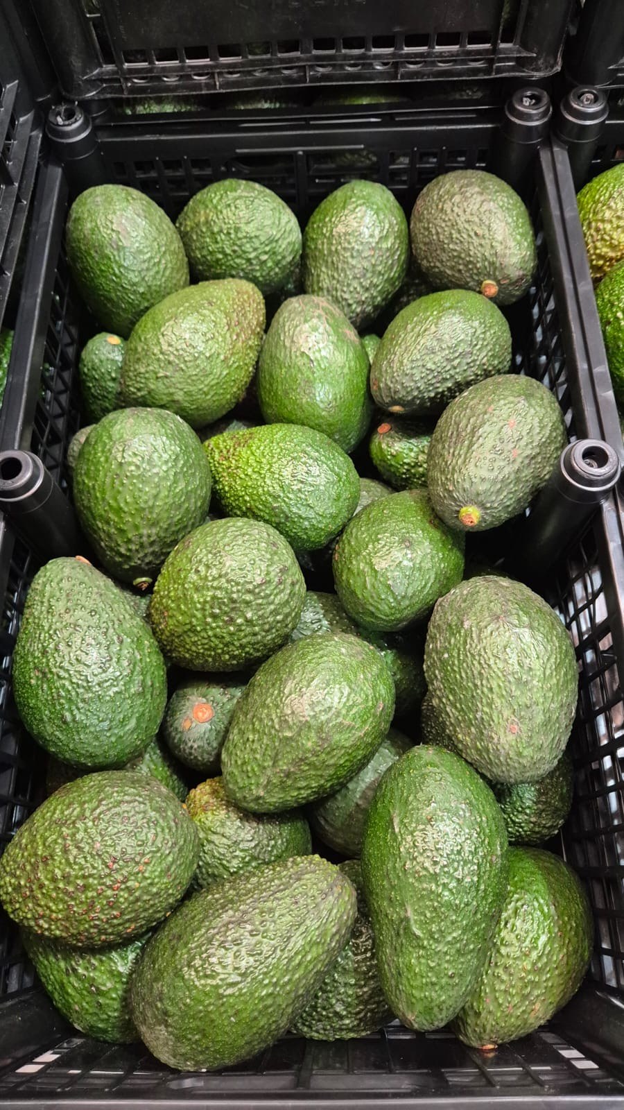 Aguacate Hass fresco en caja comercial