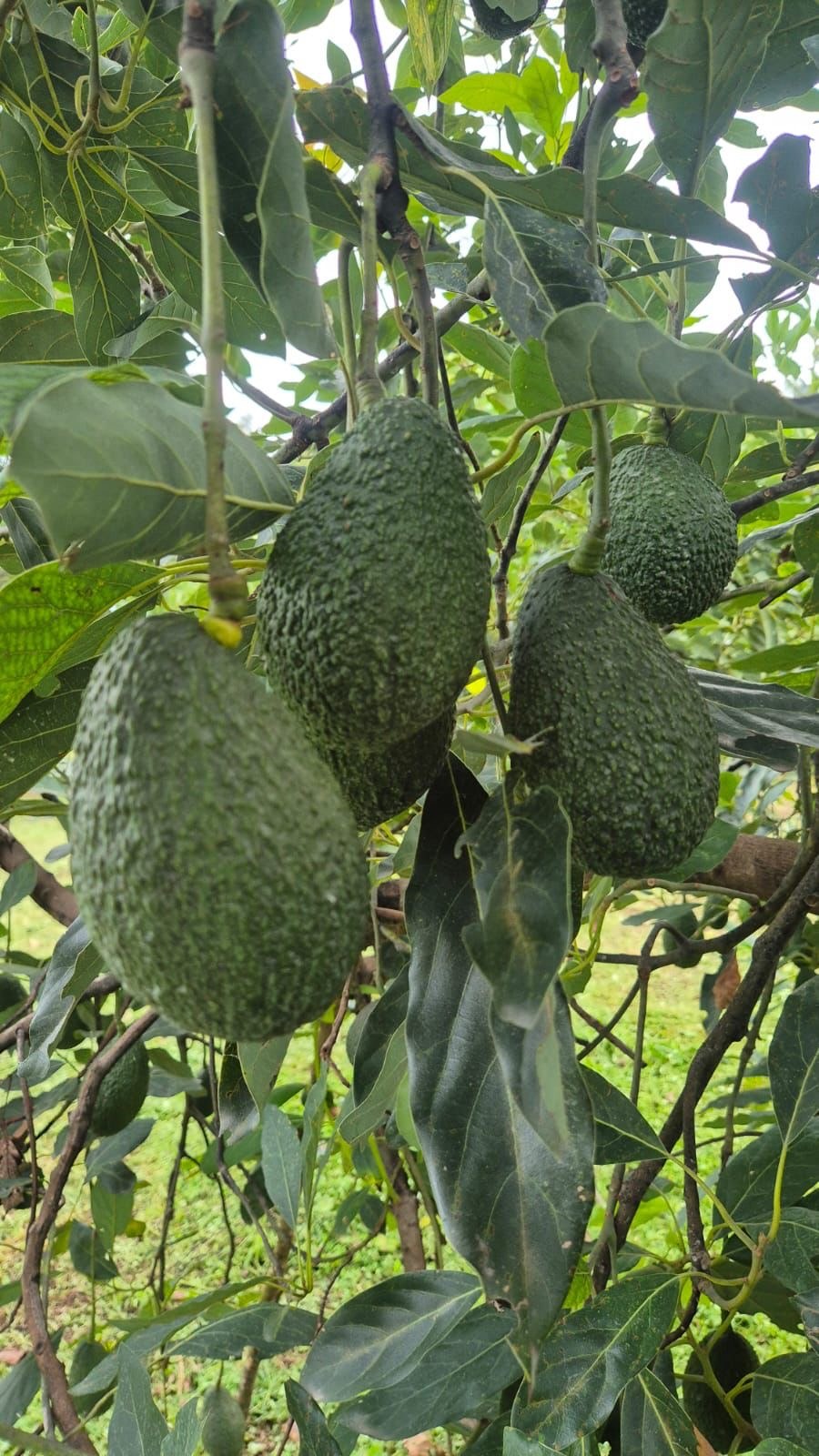 Aguacates Hass en árbol