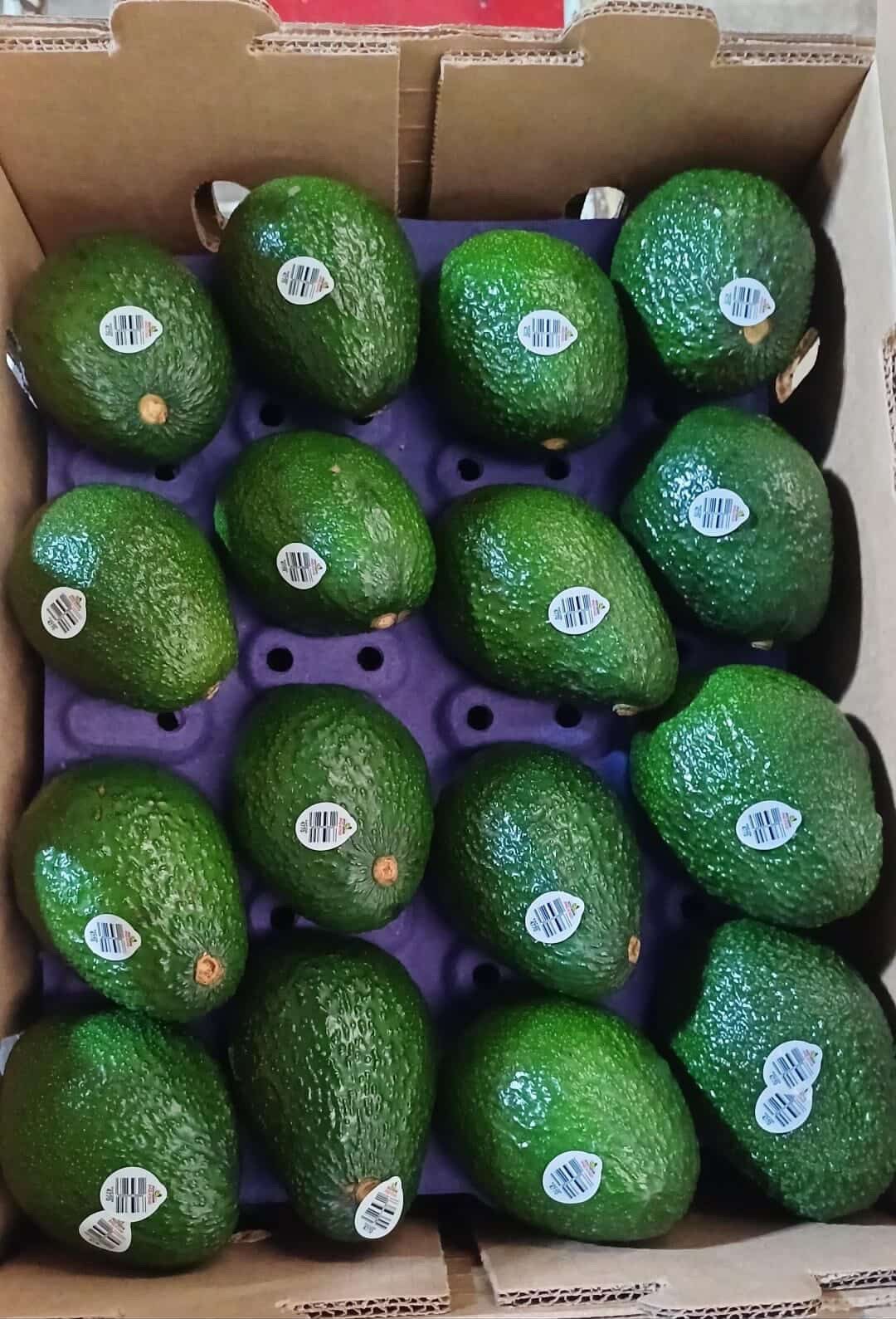 Caja comercial de aguacate Hass