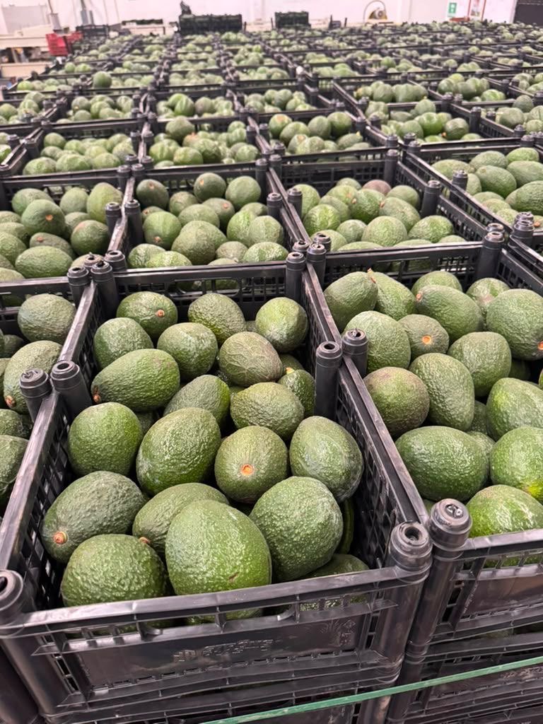 Avocado sourcing