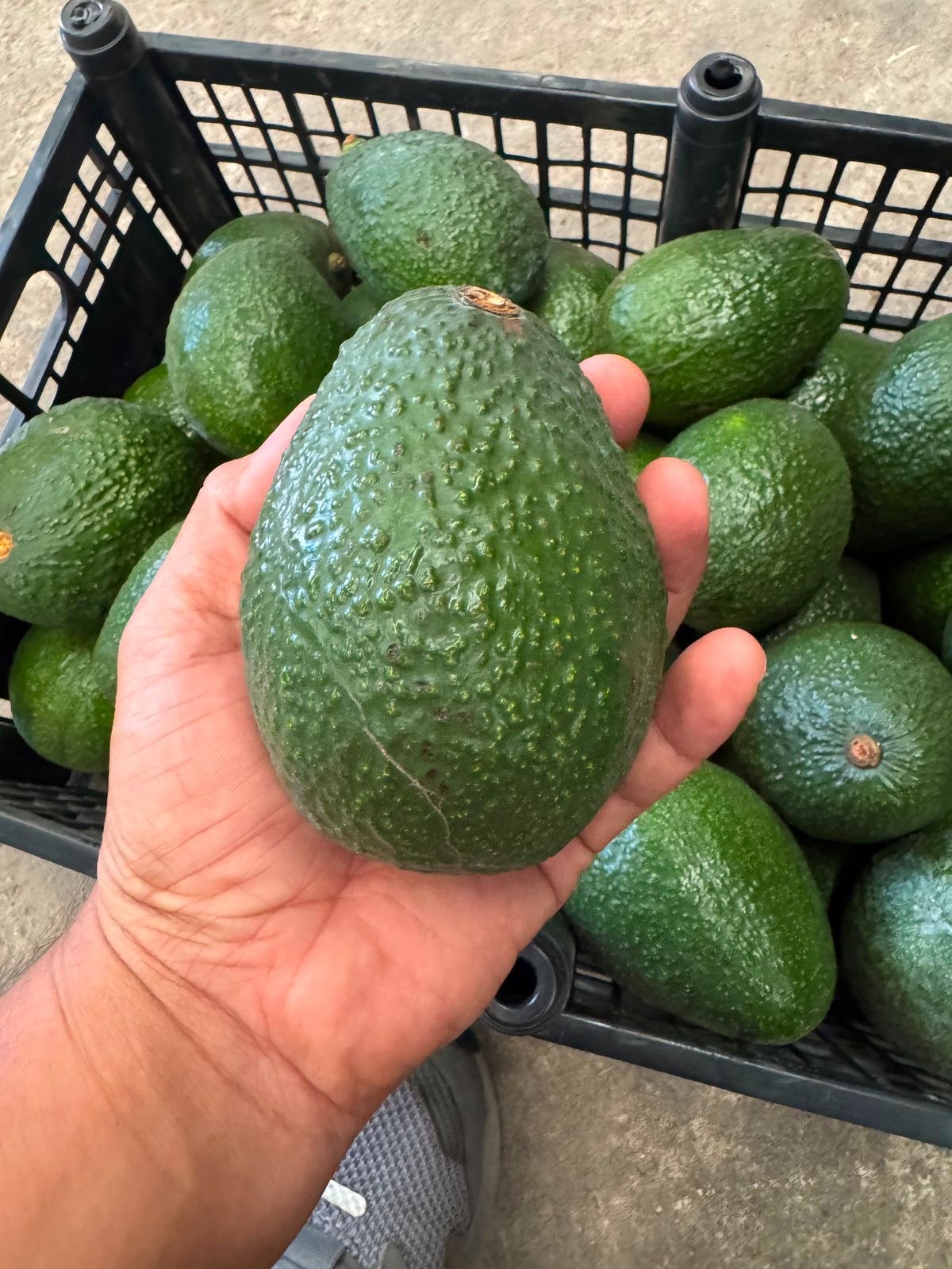 Aguacate Hass