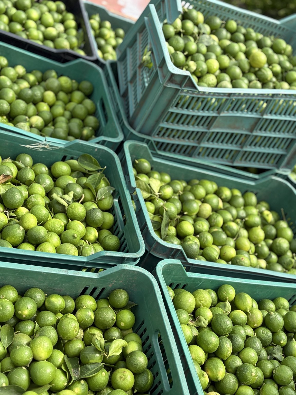 Mexican lime sourcing