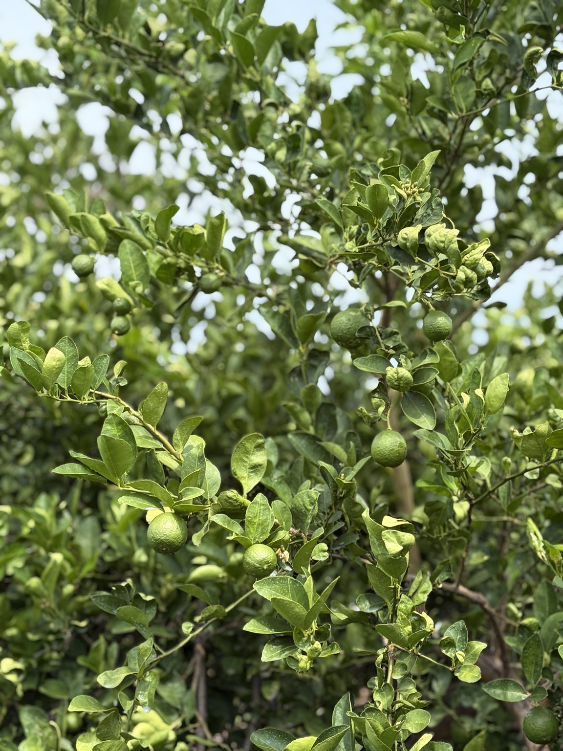 Mexican lime orchard