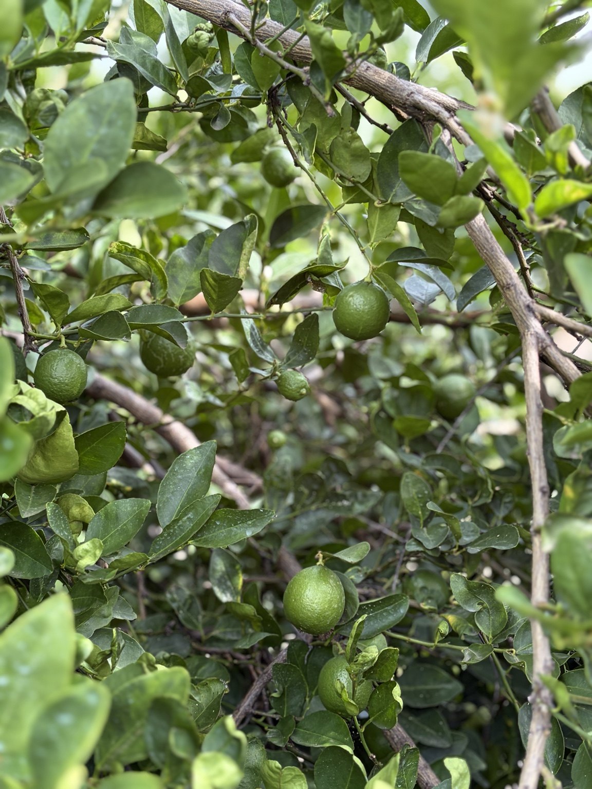 Producto en árbol